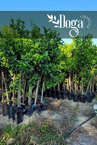 DOĞA FİDANCILIK Aşılı Yediveren Mayer Limon Ağacı Fidanı 3 Yaş