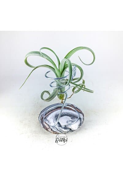 Gurme Bitki Tillandsia Curly Slim Pup (S) - El Yapımı Dekoratif Standı İle Mini Hava Bitkisi Air Plant