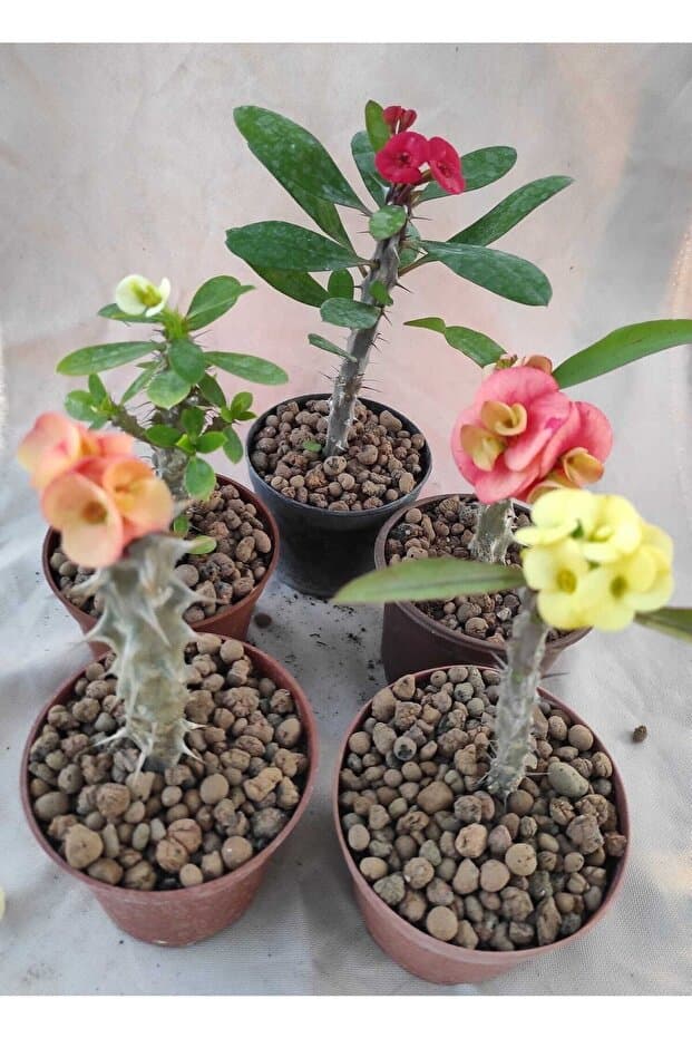 serada decor & plant Avantajlı Milli Dikenler Tacı (15-25 Cm ) 5 Farklı Renk Saksılı Kaktüs Euphorbia