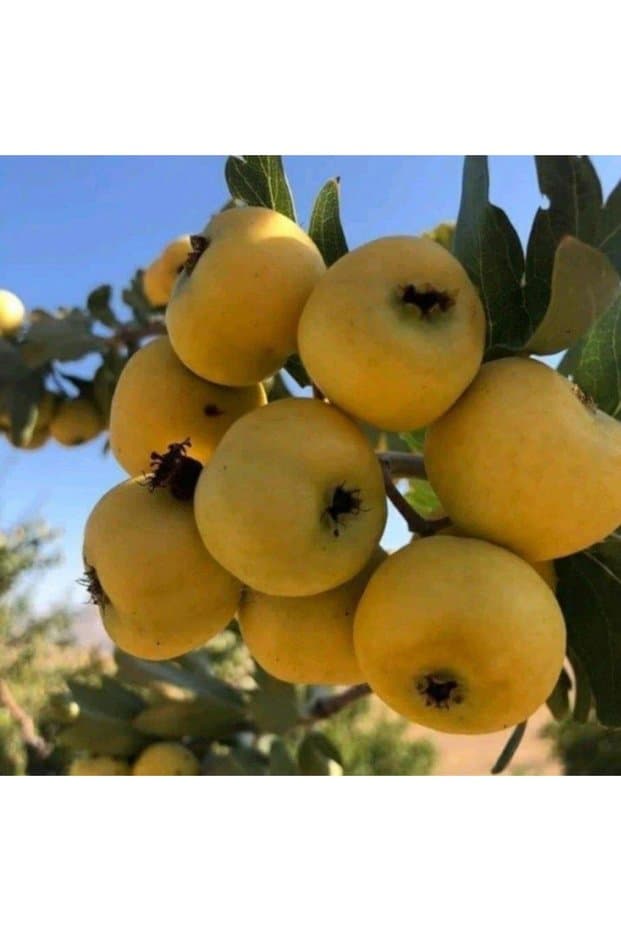 ASES FİDAN MEYVE VEREN AŞILI İRİ MEYVELİ SARI BELEN ALIÇ FİDAN YAŞ 3 BOY 100-130 CM - Fiyatı