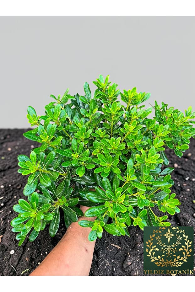 YILDIZ BOTANİK Bodur Pitos Yıldız Çalısı Bitkisi Pittosporum Tobira Nana Çiçeği 30-40 CM