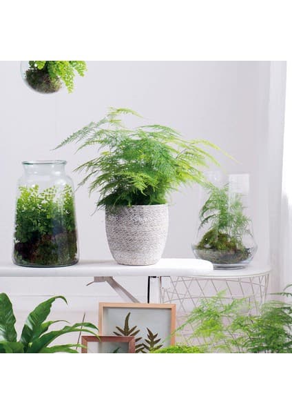 Tnc Asparagus Tül Kuşkonmaz 15-20 cm Yumuşak Yapraklı Gür Bitki Üretim