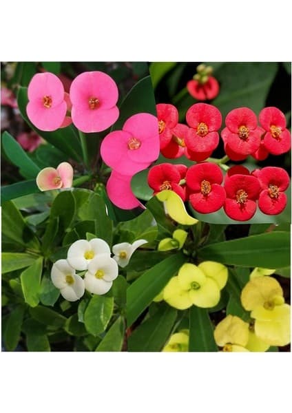 Serada Decor Plant Videolu 4 Adet Karışık Renk Dikenler Tacı Çiçeği Fidanı 15-25 cm Saksılı Çiçekli