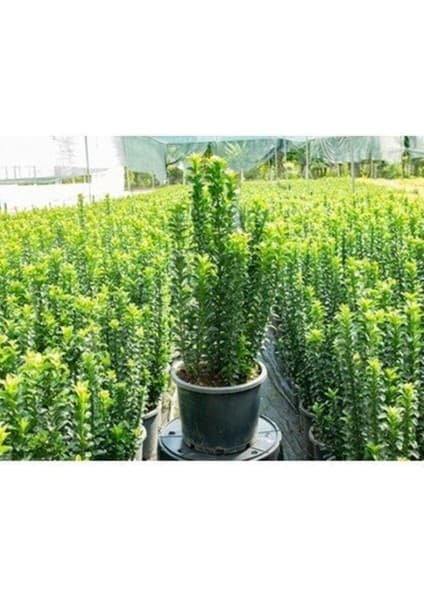 Serada Decor Plant Videolu Yeşil Tafllan Çiçeği Fidanı 40-60CM Saksılı Çiçekli Bodur Bitkiler