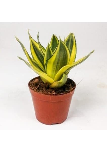 Serada Decor Plant Videolu Bodur Kılıç Fidanı 20-40CM Saksılı Çiçekli Bodur Bitkiler