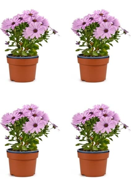 Serada Decor Plant Videolu Pembe Bodrum Papatyası Çiçeği Fidanı Saksılı 4 Adet Saksılı 20-40CM