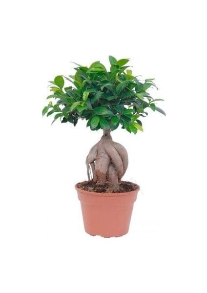 Thebestonline Ficus Bonsai, Gingseng