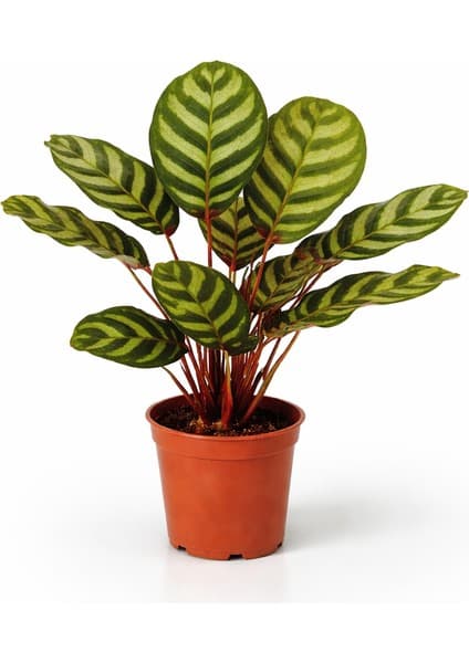 Gardenkoala Tavuskuşu Kalatya – Calathea makoyana – 12 cm