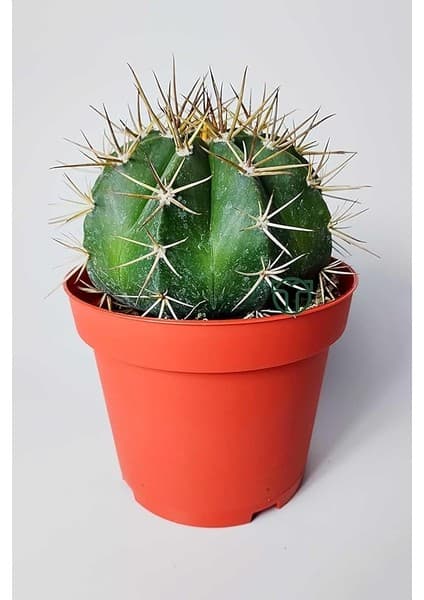 Kaktüs Melocactus Matanzanus 12 cm Kırmızı